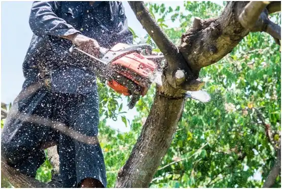 tree services Olyphant